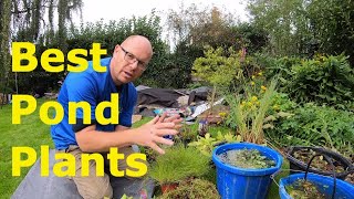 Best Pond Plants For Sale The time to buy aquatic plants [upl. by Aninotna727]