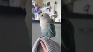 Why do I have to sneeze to find her 😂 funnyanimals birds funnypets cuteanimals cutepets funny [upl. by Ethel]