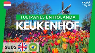 Keukenhof Todo sobre el mayor parque de tulipanes del mundo  Holanda [upl. by Imim568]