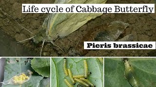 Life cycle of Cabbage butterfly Pieris brassicae [upl. by Hallam252]