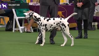 Dalmatians  Breed Judging 2020 [upl. by Eikcor948]