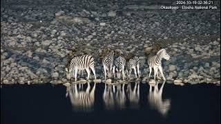 Burchells zebras having a drink [upl. by Norga410]