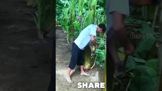 Intelligent Techniques for Banana Tree Care tintuc shots [upl. by Akienahs]