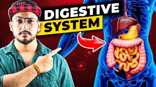 How Digestive System Works 3D Animation [upl. by Toby]