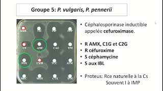 Lecture interprétative de l’antibiogramme des entérobactéries [upl. by Marietta]