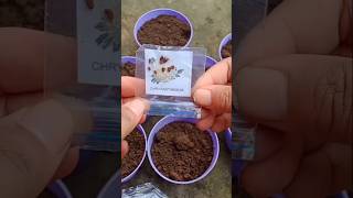 How to grow chrysanthemum flower plant from seeds shorts [upl. by Oam]