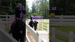 Paddock Horse riding music shortvideo travel horseriding paddock fraserhill nature spotted [upl. by Draper902]