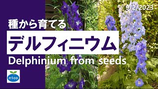 種まき｜デルフィニウムの育て方｜Growing Delphinium from seeds [upl. by Akemad]