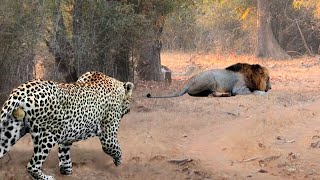 Un Léopard Stupide Rencontre Un Lion  Voici Ce Qui Sest Passé Ensuite [upl. by Stahl578]