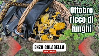 Porcini galletti e trombette dei morti ottobre 2024 ricco di funghi 😍🍄 [upl. by Itoc]