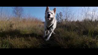 Swiss White Shepherd  Hoge vorsel 24102024 [upl. by Penelopa339]