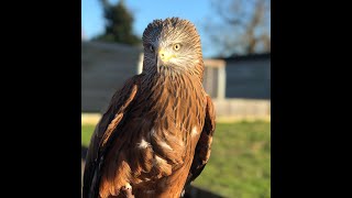 Buzzards vs Kites Whats the difference  Fens Falconry [upl. by Alisia]