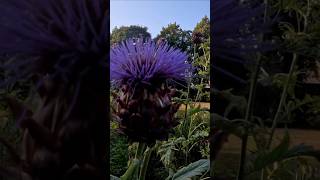 Giant thistles in Inveresk Episode 233 inveresk thistles scotland gingerman [upl. by Walcoff]