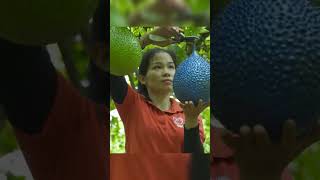 Harvesting Special Qreen Gac Fruit Goas to Market Sell harvest bushcraft fruit [upl. by Eittik]