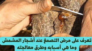 تعرف علي مرض التصمغ عند أشجار المشمش وما هي أسبابه وطرق معالجته Apricot glue [upl. by Victor]