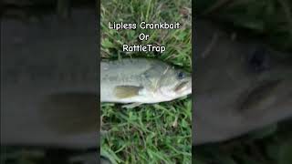 If this is a Lipless crankbait than a jig is a spinnerless Spinnerbait crankbait jigging [upl. by Arihday851]