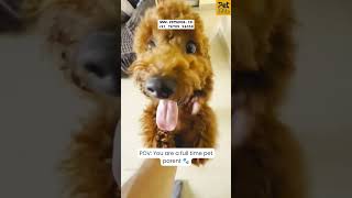 Jumpy Jumpy poodle here to welcome you 🐾 🐶 petadda doglover poodle funny [upl. by Akyeluz]