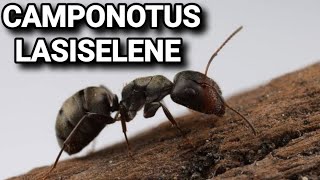 Обзор муравьёв Camponotus lasiselene [upl. by Perni]