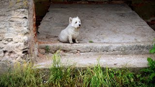 West Highland White Terrier Westie Bobby Rainy walk [upl. by Nairde]