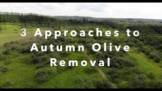 25 Autumn Olive Removal  3 Easy Methods Demonstrated on the Habitat Oasis Project in SE Ohio [upl. by Oicapot934]