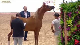 N124 MADAR  AH Moroccan Breeders Cup 2019  2 Years Old Colts Class 7 [upl. by Ateuqirne]