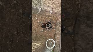 Freshly molted Brachypelma auratum Female feeding [upl. by Nahamas539]