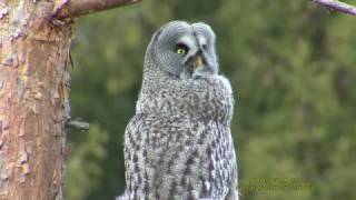 LAPPUGGLA Great Grey Owl Strix nebulosa Klipp  2001 [upl. by Aicinod]