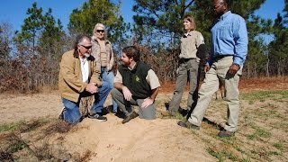 Partnerships Key to Establishing Longleaf Pine to Support Wildlife in Georgia [upl. by Alrak]