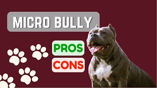 Micro Bully or Pocket Pitbull or Micro Pitbull PROS amp CONS [upl. by Itsyrc985]