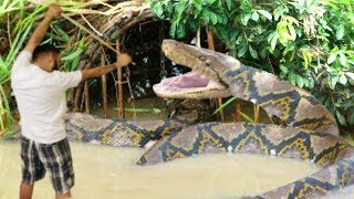 HOW TO FEED A 20 FOOT GIANT PET SNAKE  BRIAN BARCZYK [upl. by Ahsatak100]