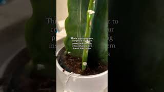 Propagation plants beautiful soillove soilpot soilgrown garden soiltypes farming edit [upl. by Razaele]