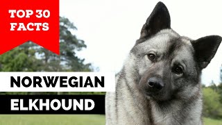 99 of Norwegian Elkhound Owners Dont Know This [upl. by Hewart965]