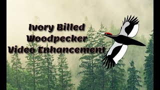 IvoryBilled Woodpecker Video  Enhancement [upl. by Peyton]