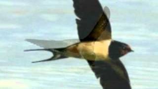 My Choice  Nana Mouskouri La Golondrina [upl. by Sup941]