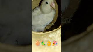 Albino lovebird breeding shorts shortvideo birds birdslover lovebirds budiges viral [upl. by Namra]