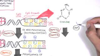 DNA Methylation and Cancer [upl. by Akinhoj]