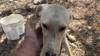 This Beautiful Dog got Abandoned in the Middle of Nowhere  Takis Shelter [upl. by Pammie]