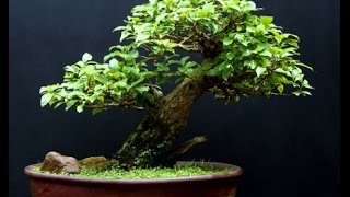 Sageretia Theezans Mame Shohin Bonsai Tree  Bird Plum [upl. by Ingraham]