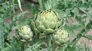 How to Grow Artichokes Start to Finish  Complete Growing Guide [upl. by Ocirderf704]