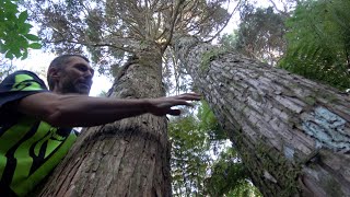 Freestyle Silviculture  Tending the Forest [upl. by Nimzay210]