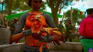 COCK FIGHT EP 3  FAR CRY 6  sidbrowngaming [upl. by Weirick961]