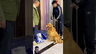 dog ho to aisapets funnygoldenretriever cute subscribe🐕 [upl. by Naus]