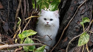 Beautiful White Persian Cat with Blue Eyes [upl. by Durrace600]