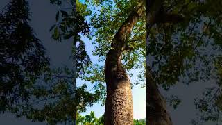 A Big Silk CottonKapok TreeSimul GachhBombax ceiba🌳😯😊😍 shorts youtubeshorts [upl. by Araid]