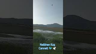 Nallıhan Kuş Cenneti 🐦🕊️ nallıhan kuş kuşcenneti [upl. by Eserehc219]