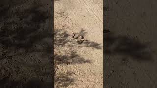 Seeing a sidewinder for the first time desert snake mojavedesert americandesert arizona [upl. by Woodman18]