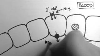 Thyroid Hormone Production [upl. by Nnaeirrac9]