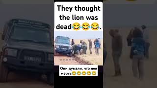 They thought the lion was deadfunny video [upl. by Iinde]