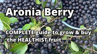 Aronia Berry Chokeberry Aronia melanocarpa – how to grow it pick it buy it and eat it garden [upl. by Bible]