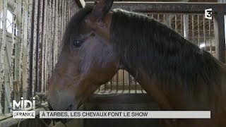 ANIMAUX  À Tarbes les chevaux font le show [upl. by Nov894]